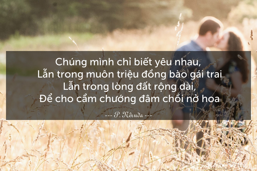 Chúng mình chỉ biết yêu nhau,
 Lẫn trong muôn triệu đồng bào gái trai
 Lẫn trong lòng đất rộng dài,
 Để cho cẩm chướng đâm chồi nở hoa.