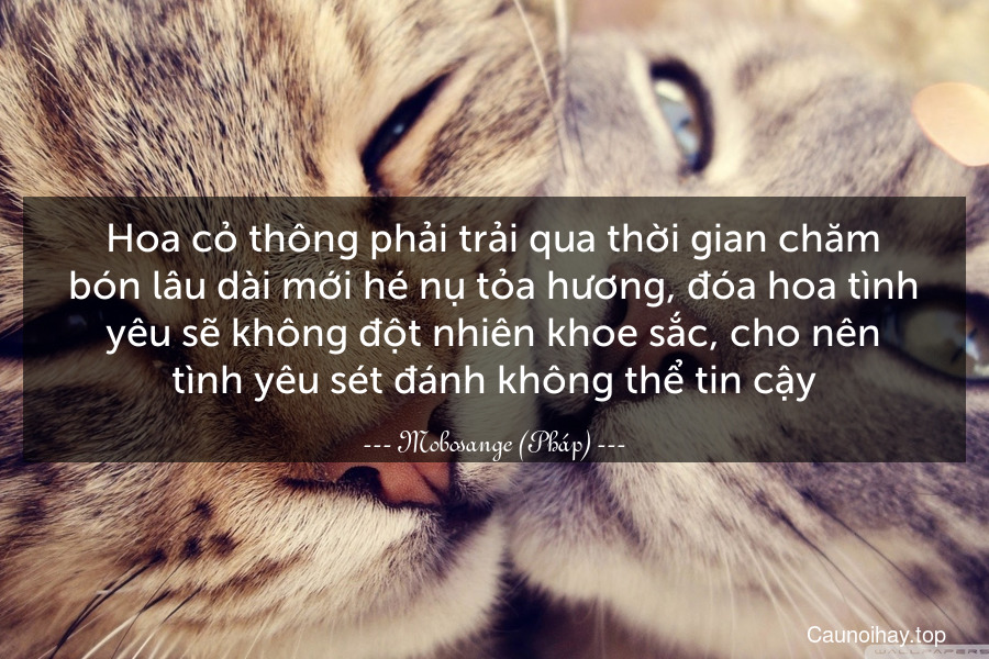 Hoa cỏ thông phải trải qua thời gian chăm bón lâu dài mới hé nụ tỏa hương, đóa hoa tình yêu sẽ không đột nhiên khoe sắc, cho nên tình yêu sét đánh không thể tin cậy.